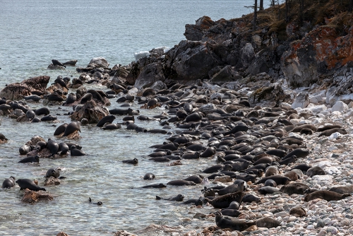 Мониторинг за байкальскими нерпами продолжает своё развитие - 6 слайд