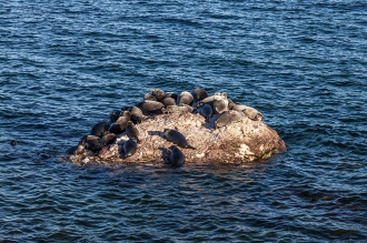 Мониторинг за байкальскими нерпами продолжает своё развитие