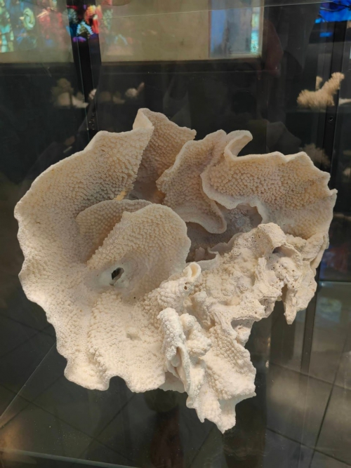 Байкальский музей продолжает развивать сотрудничество с восточно-азиатскими странами - 4 слайд