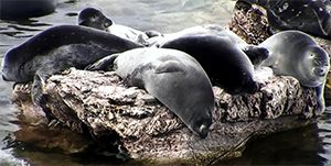 Лекция «Подводные исследования озера Байкал» - основной вид