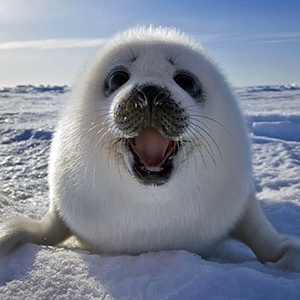 25 мая – День Нерпёнка - основной вид