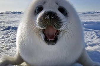 25 мая – День Нерпёнка