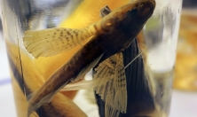 миниатюра - Проект по созданию 3D-моделей байкальских эндемиков - дополнительный вид 5