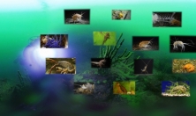 миниатюра - C 01.05.2022 в музее открывается новая экспозиция «Тайны байкальских глубин. Загадки биоразнообразия» - дополнительный вид 1