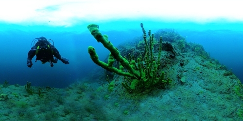 C 01.05.2022 в музее открывается новая экспозиция «Тайны байкальских глубин. Загадки биоразнообразия» - основной вид
