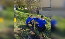 миниатюра - Посадка деревьев в Дендропарке Байкальского музея - дополнительный вид 4