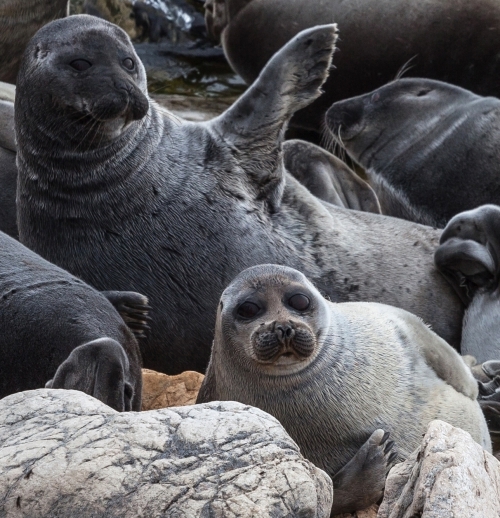 В аквариумах нашего музея снова можно увидеть нерп. Ждём Вас ежедневно! - основной вид