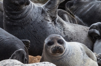 В аквариумах нашего музея снова можно увидеть нерп. Ждём Вас ежедневно!