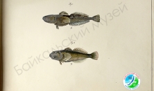 миниатюра - РИСУНКИ С. Е. ВРОНСКОГО - дополнительный вид 1