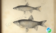 миниатюра - РИСУНКИ С. Е. ВРОНСКОГО - дополнительный вид 4