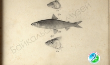 миниатюра - РИСУНКИ С. Е. ВРОНСКОГО - дополнительный вид 5