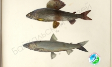 миниатюра - РИСУНКИ С. Е. ВРОНСКОГО - дополнительный вид 6