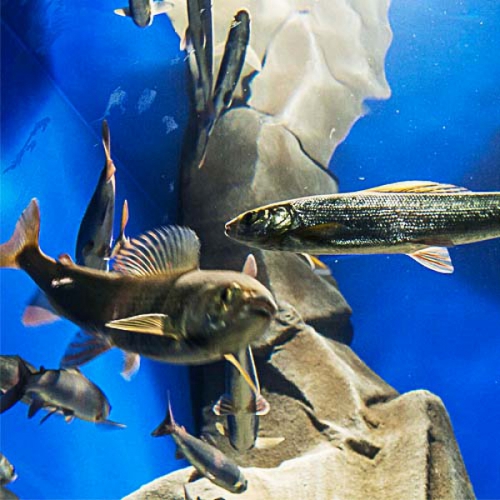 Объявление о весенних курсах аккредитации в Байкальском музее - основной вид