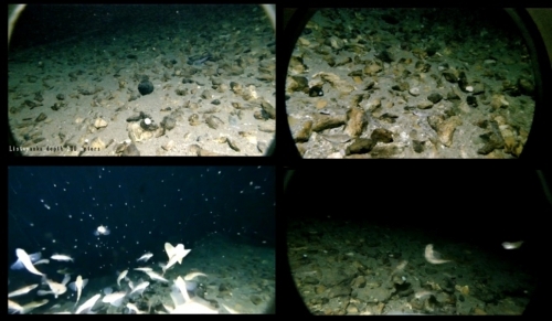 «Байкал в режиме реального времени» установка камеры на глубину 200 метров - основной вид