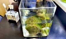 миниатюра - Лекция и практическое занятие «Роль спирогиры как идентификатора качества воды озера Байкал» для учеников образовательного комплекса «Точка будущего» - дополнительный вид 5