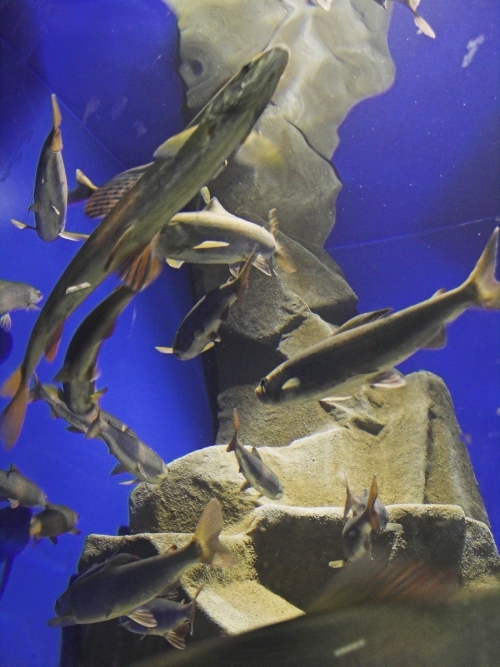 Аккредитационные курсы в Байкальском музее 2016 осень - основной вид