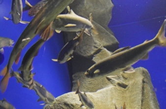 Аккредитационные курсы в Байкальском музее 2016 осень