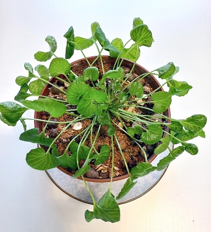 Лекция на тему «Реликт Тункинской долины – мегадения» - основной вид