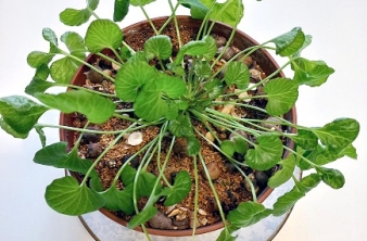 Лекция на тему «Реликт Тункинской долины – мегадения»