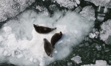 миниатюра - Открытие навигации на Байкале - дополнительный вид 5