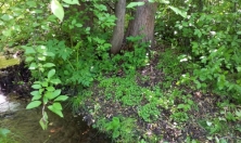 миниатюра - Редкое реликтовое растение Megadenia pygmaea в дендропарке Байкальского музея - дополнительный вид 1