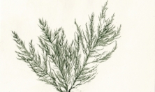 миниатюра - Байкальский музей стал победителем грантового конкурса фонда «Озеро Байкал» - дополнительный вид 2