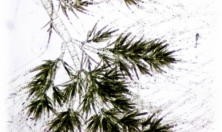 миниатюра - Байкальский музей стал победителем грантового конкурса фонда «Озеро Байкал» - дополнительный вид 4