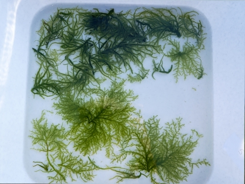 Байкальский музей стал победителем грантового конкурса фонда «Озеро Байкал» - основной вид