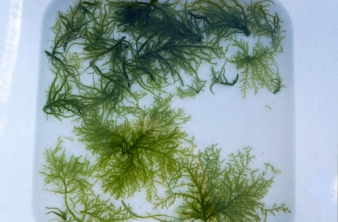 Байкальский музей стал победителем грантового конкурса фонда «Озеро Байкал»