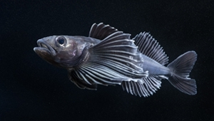 ДЛИННОКРЫЛАЯ ШИРОКОЛОБКА и ШИРОКОЛОБКА АЛЕКСАНДРЫ, забота о потомстве