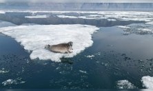 миниатюра - Навигацию 2024 года открыла экспедиция по учету численности нерпы - дополнительный вид 1