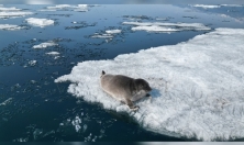 миниатюра - Навигацию 2024 года открыла экспедиция по учету численности нерпы - дополнительный вид 2