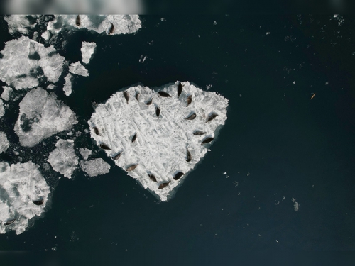 Навигацию 2024 года открыла экспедиция по учету численности нерпы - основной вид