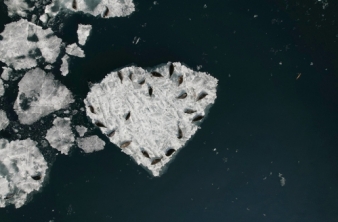 Навигацию 2024 года открыла экспедиция по учету численности нерпы