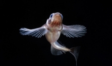 миниатюра - РЕПРОДУКТИВНОЕ ПОВЕДЕНИЕ ДЛИННОКРЫЛОЙ ШИРОКОЛОБКИ, РЕЗУЛЬТАТЫ ЭКСПЕРИМЕНТА, ЭТАП 2024 г. - дополнительный вид 1