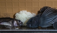 миниатюра - РЕПРОДУКТИВНОЕ ПОВЕДЕНИЕ ДЛИННОКРЫЛОЙ ШИРОКОЛОБКИ, РЕЗУЛЬТАТЫ ЭКСПЕРИМЕНТА, ЭТАП 2024 г. - дополнительный вид 2