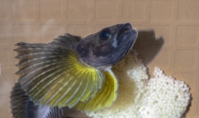 миниатюра - РЕПРОДУКТИВНОЕ ПОВЕДЕНИЕ ДЛИННОКРЫЛОЙ ШИРОКОЛОБКИ, РЕЗУЛЬТАТЫ ЭКСПЕРИМЕНТА, ЭТАП 2024 г. - дополнительный вид 4