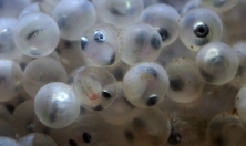 миниатюра - РЕПРОДУКТИВНОЕ ПОВЕДЕНИЕ ДЛИННОКРЫЛОЙ ШИРОКОЛОБКИ, РЕЗУЛЬТАТЫ ЭКСПЕРИМЕНТА, ЭТАП 2024 г. - дополнительный вид 5