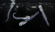 миниатюра - РЕПРОДУКТИВНОЕ ПОВЕДЕНИЕ ДЛИННОКРЫЛОЙ ШИРОКОЛОБКИ, РЕЗУЛЬТАТЫ ЭКСПЕРИМЕНТА, ЭТАП 2024 г. - дополнительный вид 6