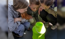 миниатюра - РЕПРОДУКТИВНОЕ ПОВЕДЕНИЕ ДЛИННОКРЫЛОЙ ШИРОКОЛОБКИ, РЕЗУЛЬТАТЫ ЭКСПЕРИМЕНТА, ЭТАП 2024 г. - дополнительный вид 11