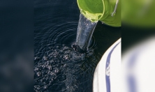 миниатюра - РЕПРОДУКТИВНОЕ ПОВЕДЕНИЕ ДЛИННОКРЫЛОЙ ШИРОКОЛОБКИ, РЕЗУЛЬТАТЫ ЭКСПЕРИМЕНТА, ЭТАП 2024 г. - дополнительный вид 12