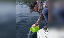 миниатюра - РЕПРОДУКТИВНОЕ ПОВЕДЕНИЕ ДЛИННОКРЫЛОЙ ШИРОКОЛОБКИ, РЕЗУЛЬТАТЫ ЭКСПЕРИМЕНТА, ЭТАП 2024 г. - дополнительный вид 13