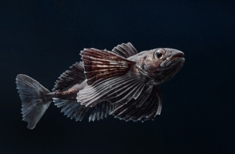 РЕПРОДУКТИВНОЕ ПОВЕДЕНИЕ ДЛИННОКРЫЛОЙ ШИРОКОЛОБКИ, РЕЗУЛЬТАТЫ ЭКСПЕРИМЕНТА, ЭТАП 2024 г.