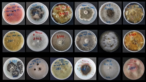 ВНИМАНИЕ! КОНКУРС! - основной вид