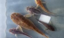 миниатюра - ИХТИОЛОГИЧЕСКАЯ ЭКСПЕДИЦИЯ БМ, июль 2024 г. - дополнительный вид 2