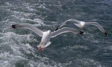 миниатюра - ИХТИОЛОГИЧЕСКАЯ ЭКСПЕДИЦИЯ БМ, июль 2024 г. - дополнительный вид 3