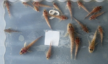 миниатюра - ИХТИОЛОГИЧЕСКАЯ ЭКСПЕДИЦИЯ БМ, июль 2024 г. - дополнительный вид 7