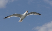 миниатюра - ИХТИОЛОГИЧЕСКАЯ ЭКСПЕДИЦИЯ БМ, июль 2024 г. - дополнительный вид 8