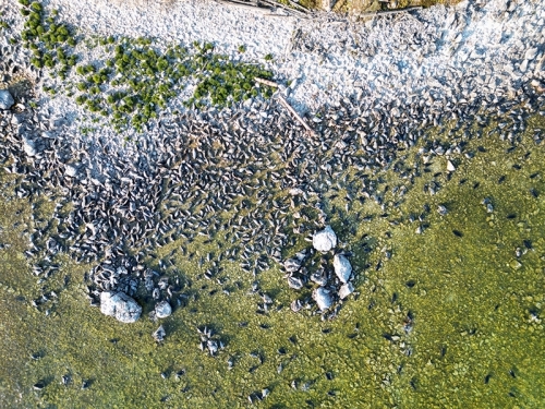 Почему Ушканьи острова жизненно важны для байкальской нерпы? - основной вид