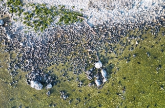 Почему Ушканьи острова жизненно важны для байкальской нерпы?